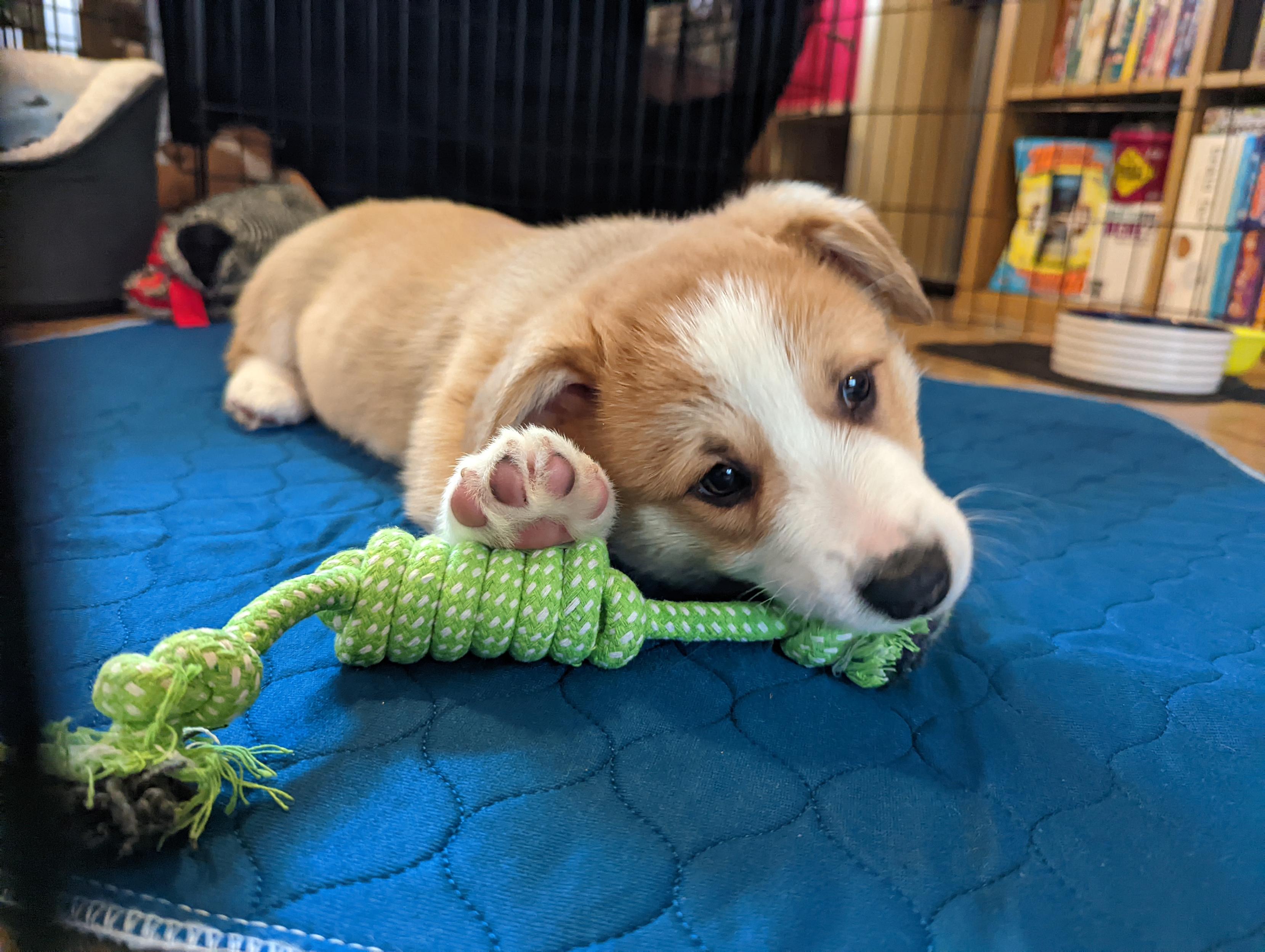 A Corgi puppy with floppy ears lies on a blue mat chewing on a green rope toy.